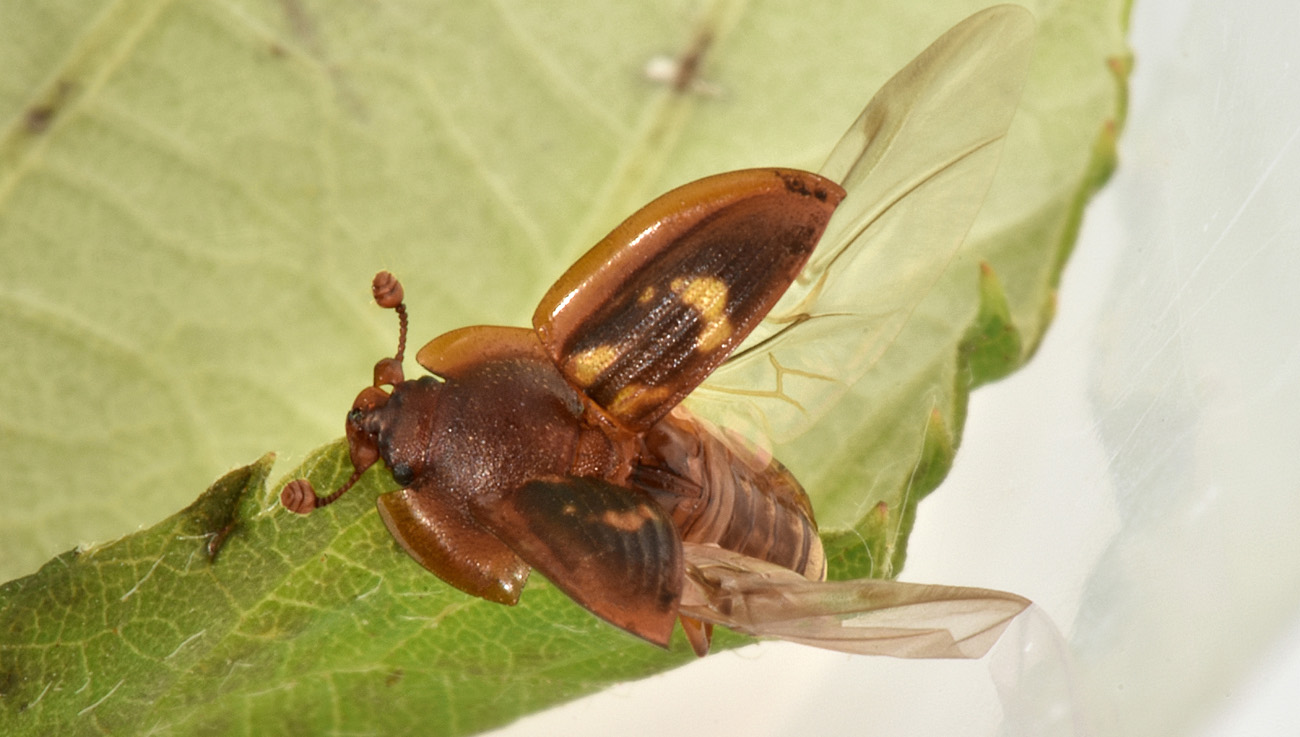 Nitidulidae: Amphotis marginata? S.